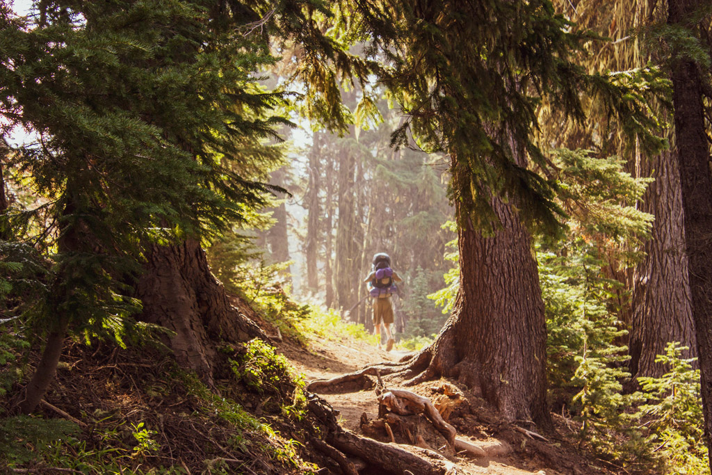 Hiker in the forest